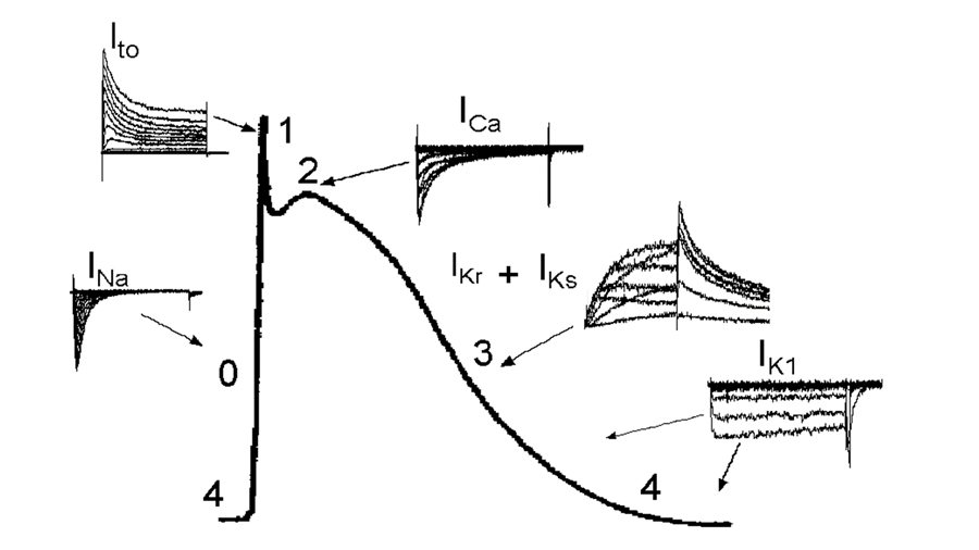 Assay's image